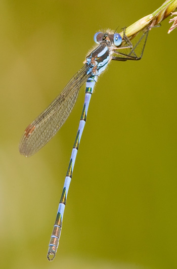 Austrolestes annulosus